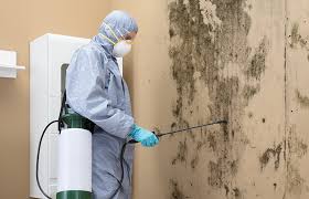 Why You Should Choose Our Mold Remediation Services in Orangeburg, SC